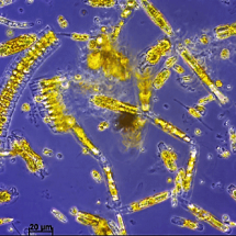 Ice diatoms are principally characterized by pennate species that sometimes form colonies (such as Fragilariopsis oceanica, in the photo). They develop well in advance of diatoms in the water column, which can be either pennate or centric.