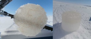 Figure 3: Pictures of ice algae at the bottom of sea ice (left) and migration of ice algae in the ice core (right) as shown by the difference of color on the five first centimeters.