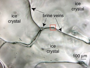 Credit: http://blogs.egu.eu/divisions/cr/tag/sea-ice/