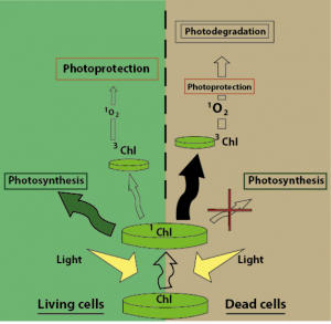 Figure 1: Process of photodegradation in living (left) and dead (right) phytoplankton cells. 