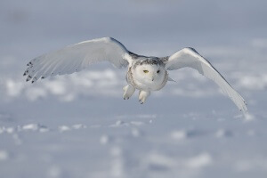 Snowy owl - Credit: Bert de Tilly