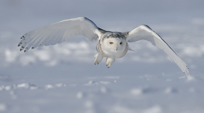 Snowy-Owl.1